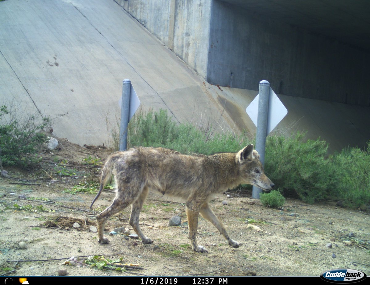 lagunagreenbelt's tweet photo. Feeling sad for this sick creature caught in camera on Irvine. Could be the effect from eating prey that ingested rodenticides. #stoprodenticides https://t.co/pL0LHRKvTN
