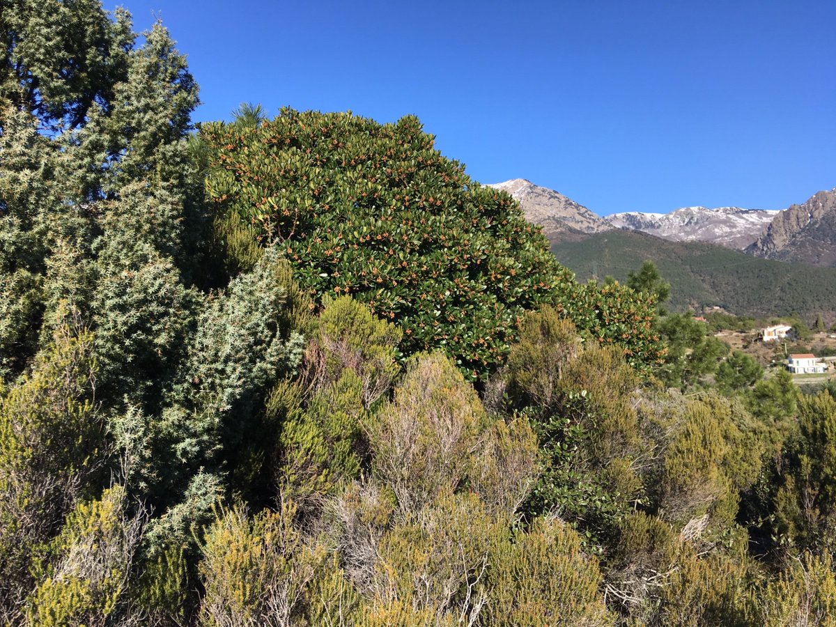 TopogArt's tweet photo. #Sciarborasca near #Cogoleto @ParcoBeigua @TurismoLiguria successful identification of viewpoint of Club Alpino Italiano @CAILigure photograph taken on 26 March 1899 https://t.co/KiYsLOomP2