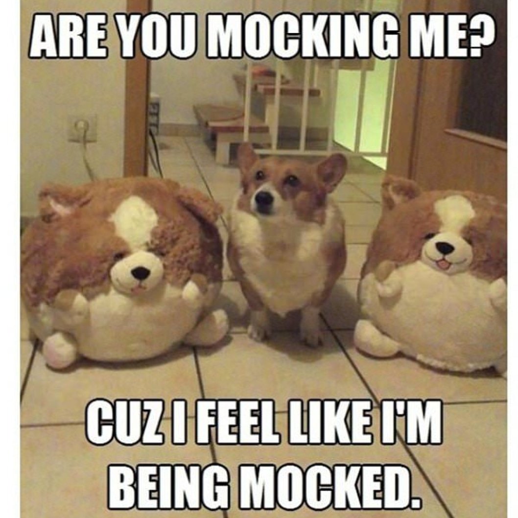 .u (@animal_memes_4u) / Twitter .u (@animal_memes_4u) / Twitter