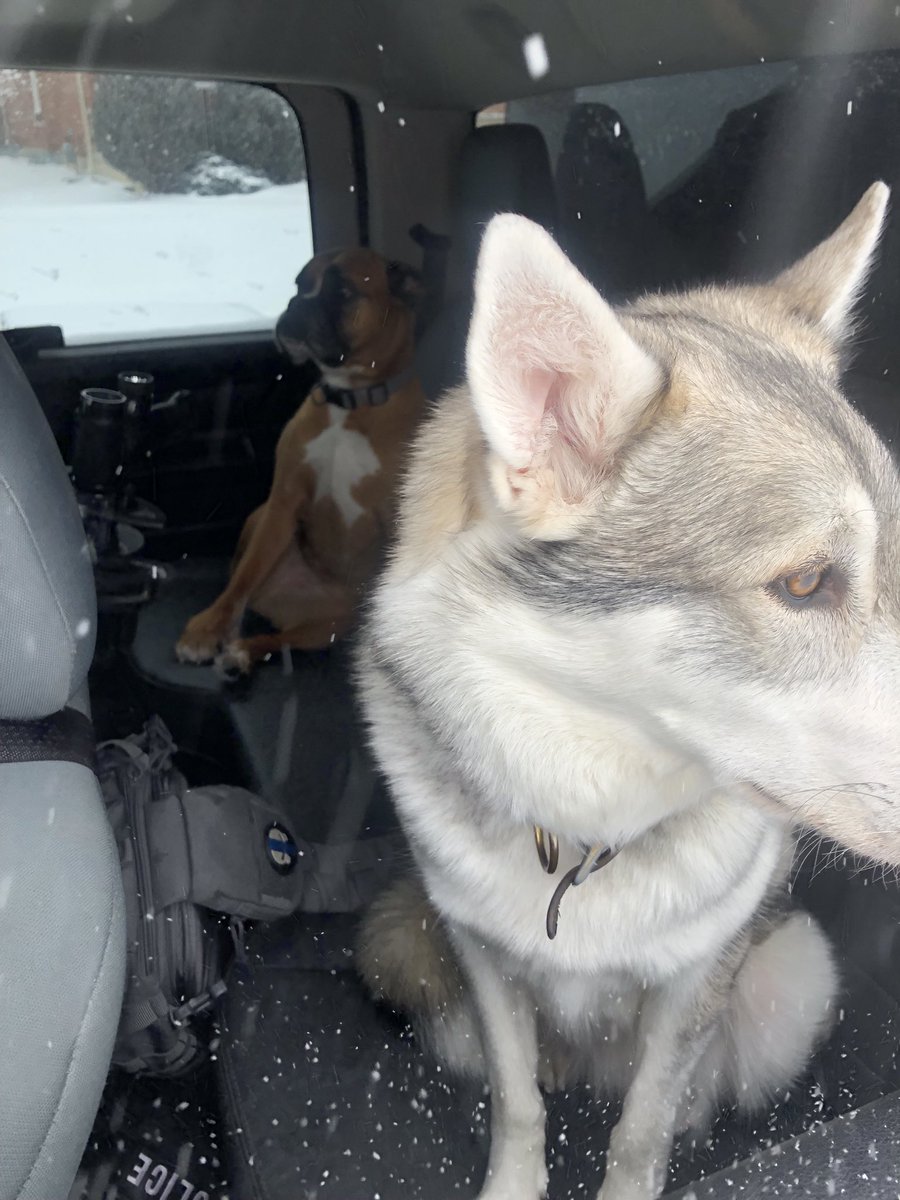BarriePolice's tweet photo. #BarriePolice is taking these 2 found dogs from the Winchester Terrace area to the ⁦@OSPCA_Barrie⁩ located at 91 Patterson Rd. They were originally seen running free in the Snowden Avenue area until located. If they belong to you, please call the Barrie OSPCA. https://t.co/qaVGjfcXJV