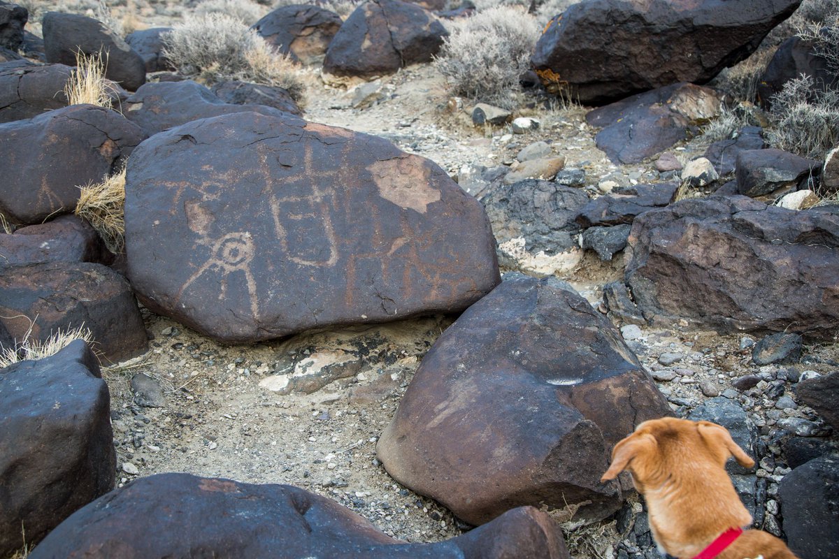 WesMcQ's tweet photo. #Petroglyphs at #GrimesPoint #Archaeological Area off #Rt50 east of #FallonNV - 2500-7000 years old (some as old as the #Pyramids) - that's #mydog Arlo in the first one - easy hike &amp; really cool how these are so accessible #Archaeology #firstpeoples #indigenous #ancient #native https://t.co/drFklilJSe
