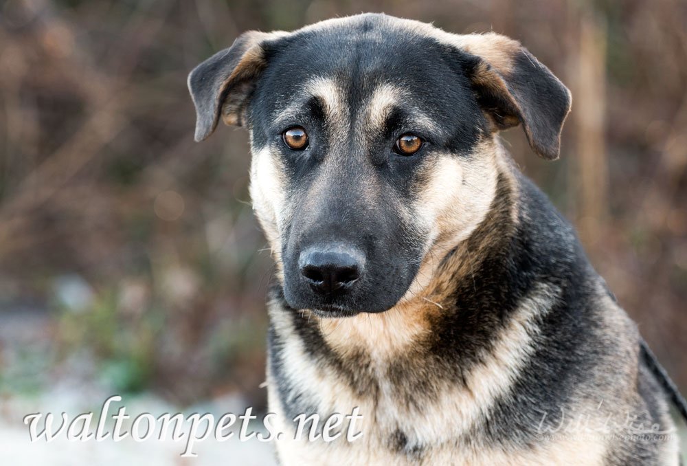 “Luke” is a handsome young German Shepherd mix current available for adoption at Walton County Animal Control. He’s about 6 months old and already a big boy! He has been vaccinated and dewormed. His adoption fee is only $40.