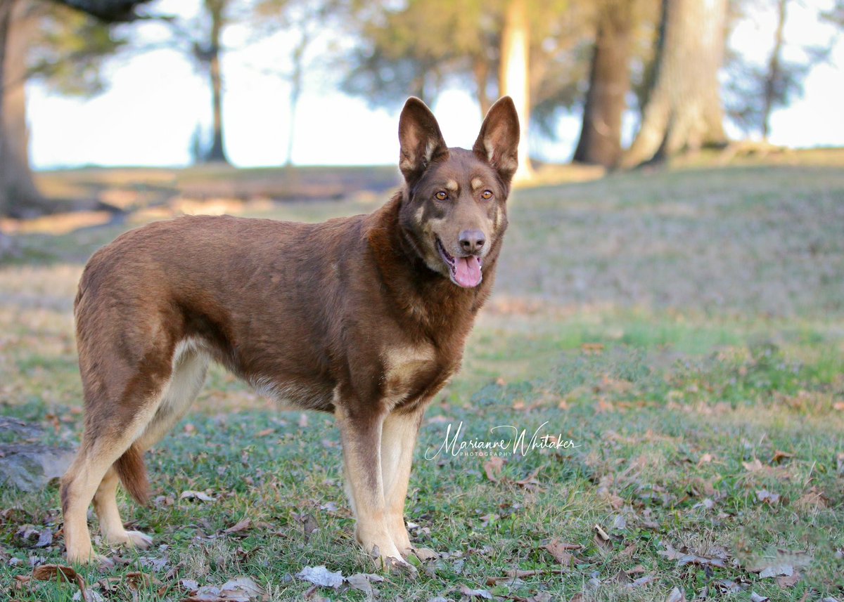 german shepherd tan and liver