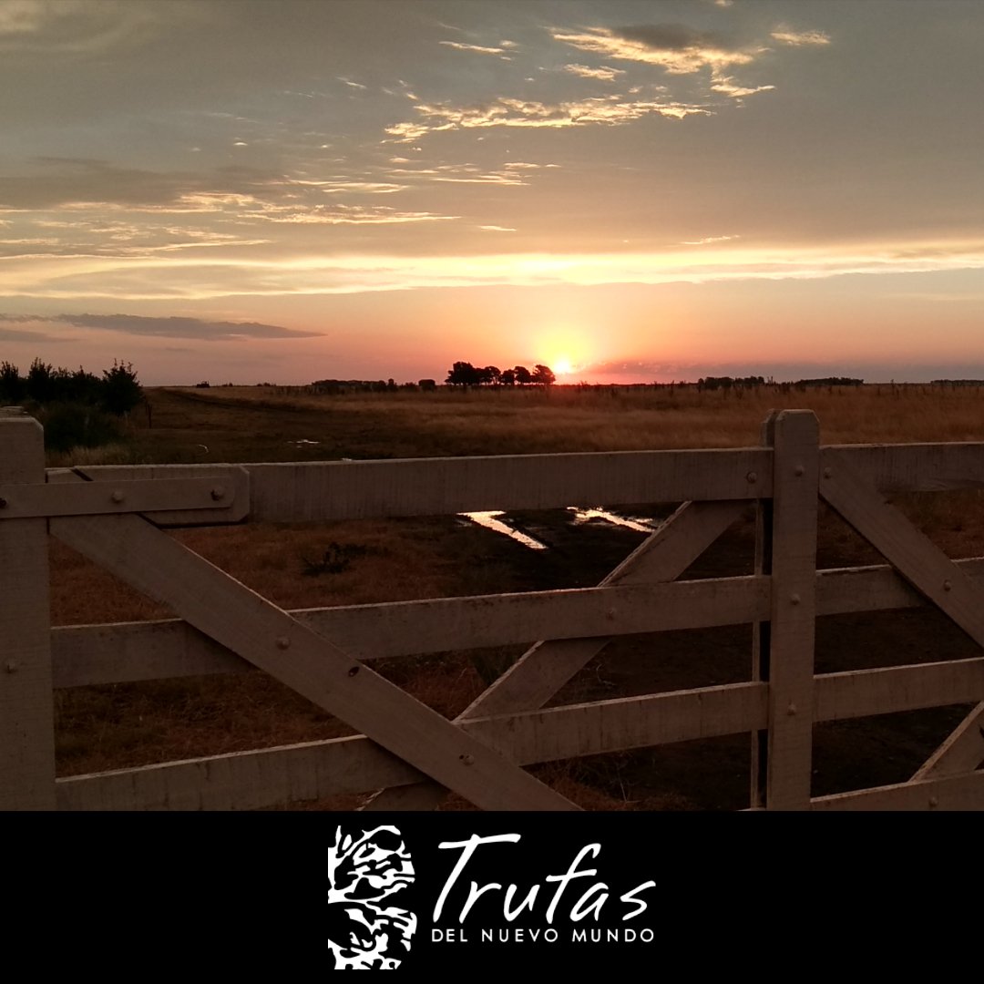 El atardecer. Algunos dicen que es el mejor momento para recolectar #trufas. Y también están quienes prefieren cazarlas por la mañana.
Todos pendientes de los caprichos de la #TrufaNegra.

#Espartillar #atardecer #agricultura #Truffle #VisitArgentina #TurismoRural #INTA