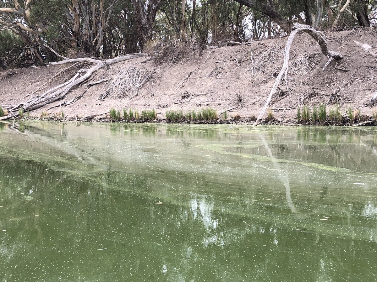 RobGregory64's tweet photo. Algal bloom yesterday and today dead by the thousands https://t.co/QsV2hW3S7L