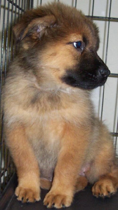 DeviousQuill's tweet image. "Guys this is Matilda. Alex and I's new puppy."