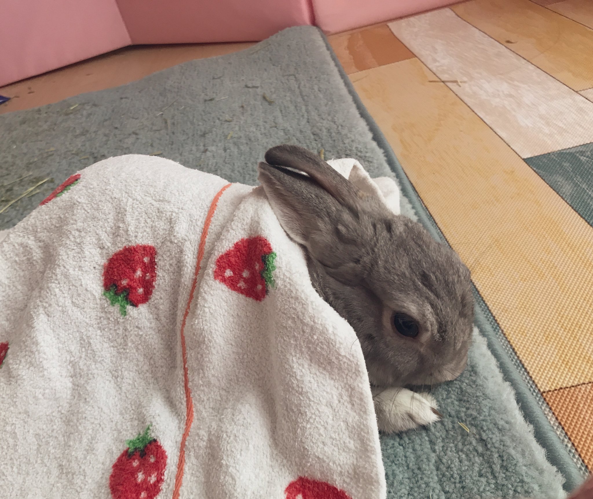 うさぎのチョコラ ペレットを変えようと思うのですが 何かおすすめはありますか 今はバニセレのメンテナンスをあげています 前の うさぎはウールフォーミュラ でした うっ滞になってしまったのでグルテンフリーがいいのか うさぎ飼いの皆様のご意見