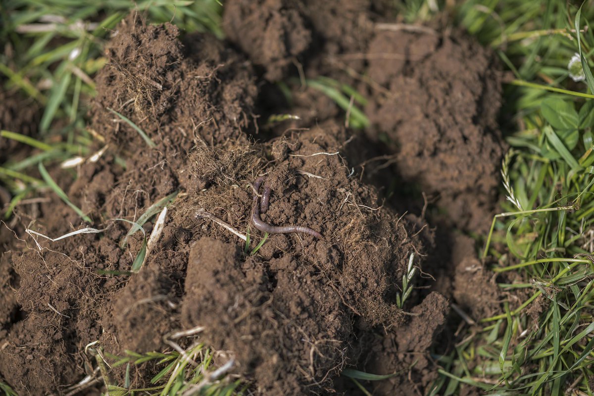 Civilization is threatened by climate change. To reduce our legacy levels of greenhouse gasses, there is only one mechanism available, affordable and beneficial enough to get the job done: soil sequestration. With it, we can save the fate of our planet. #RegenerativeAgriculture