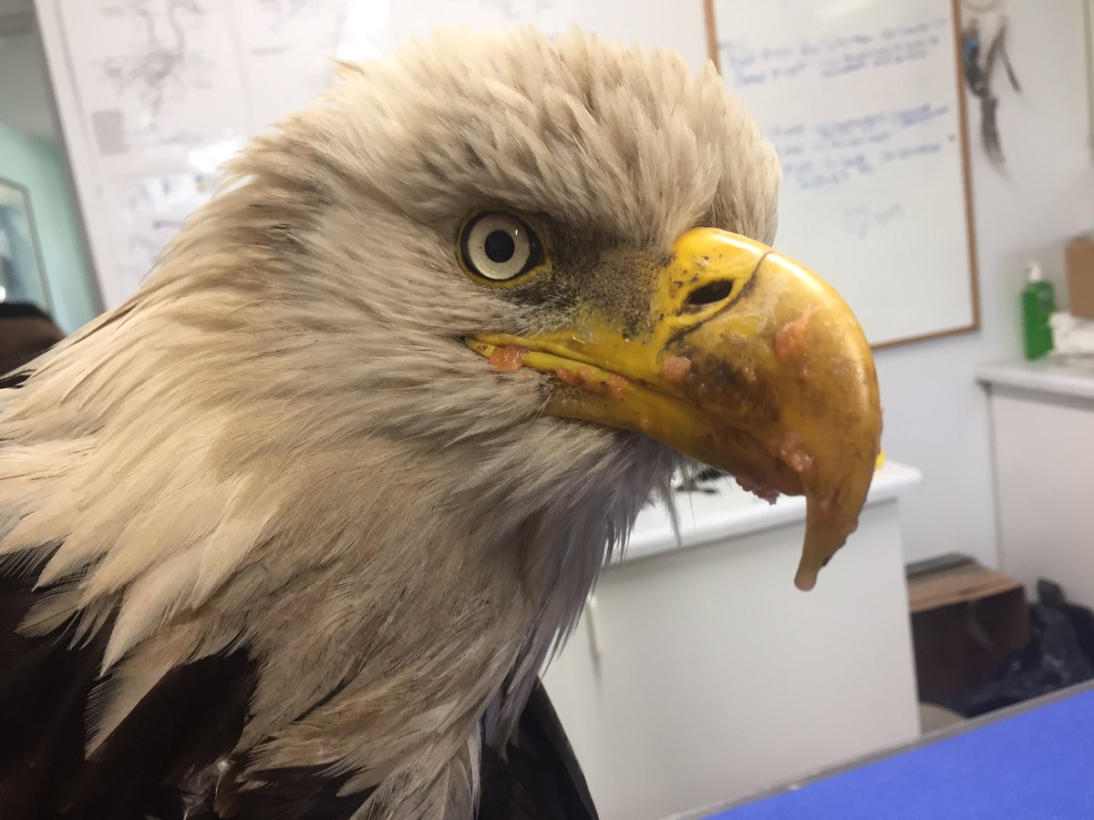 OWLRehab's tweet photo. One of four bald eagles who came into care today. Of the 61 raptors we got into rehab this month alone, over half of them have been eagles. Many of them #leadpoisoned like the one pictured. We are also dealing with numerous cases of #electrocutions https://t.co/7SA8MEyDkK