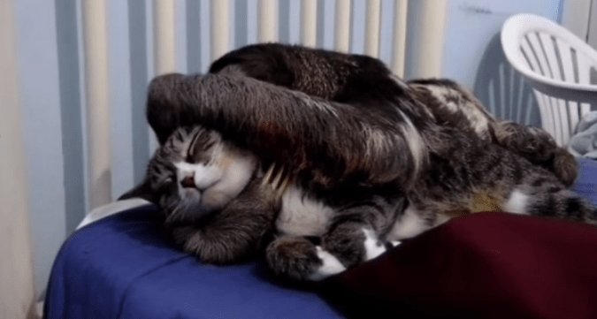 どういう状況？！ナマケモノに懐かれたネコの困惑っぷりがハンパない(⌒-⌒; ) petfilm.biz/?p=82930