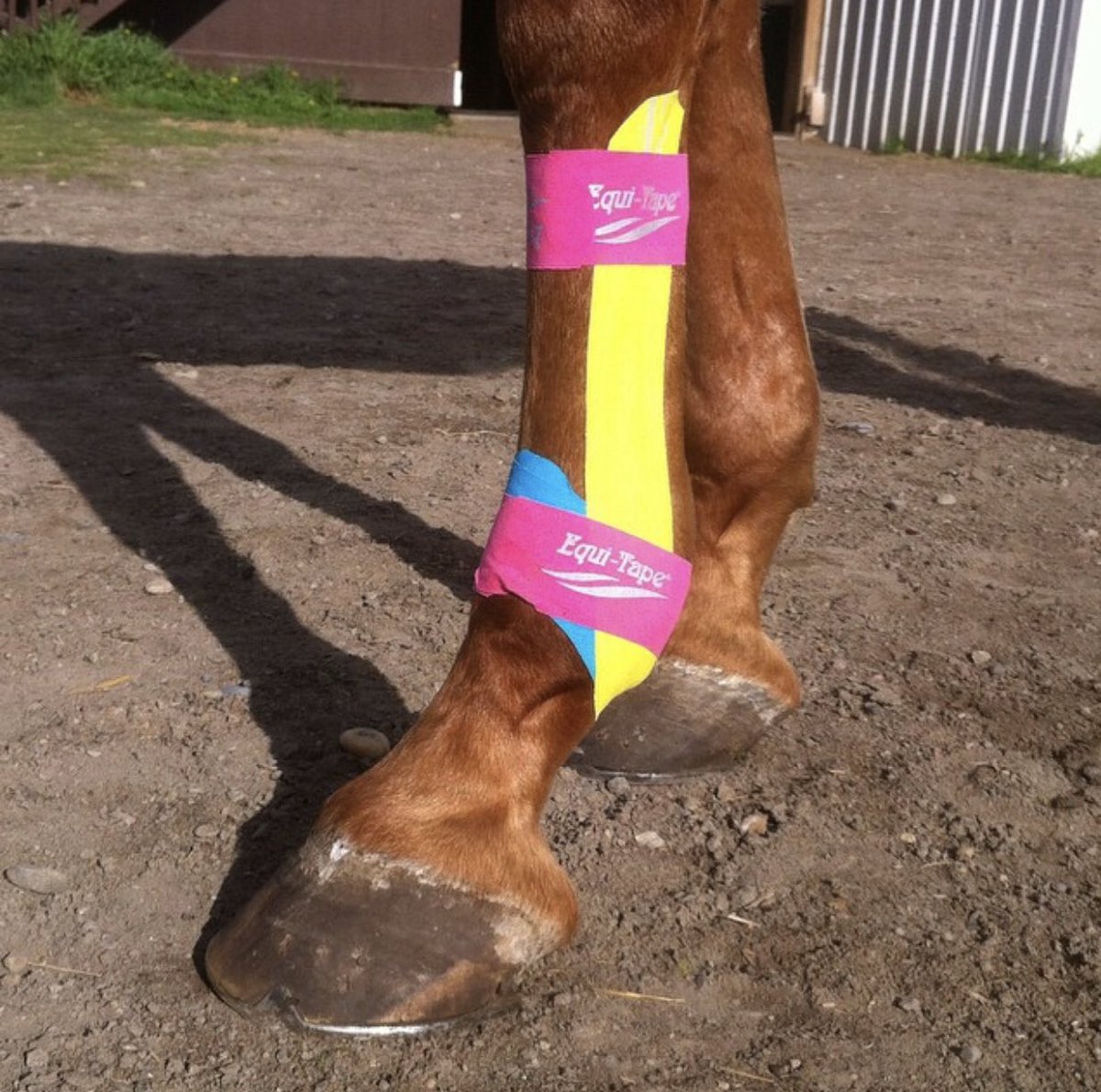Equi-Tape is a non-invasive modality that helps horses train harder and recover faster! #equitape