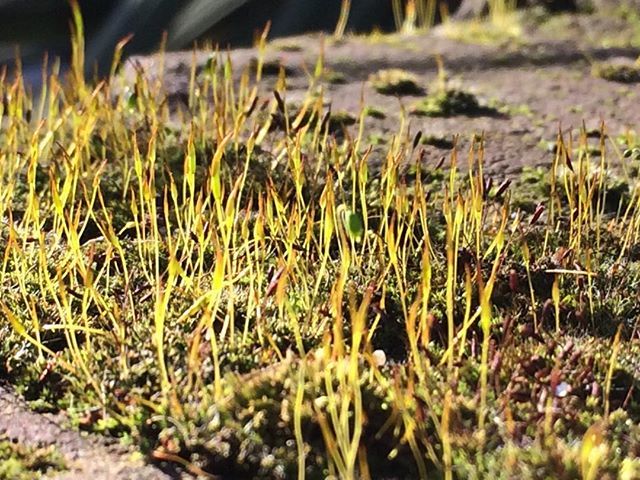 Wall moss on ‘fire’ today bit.ly/2COxScG