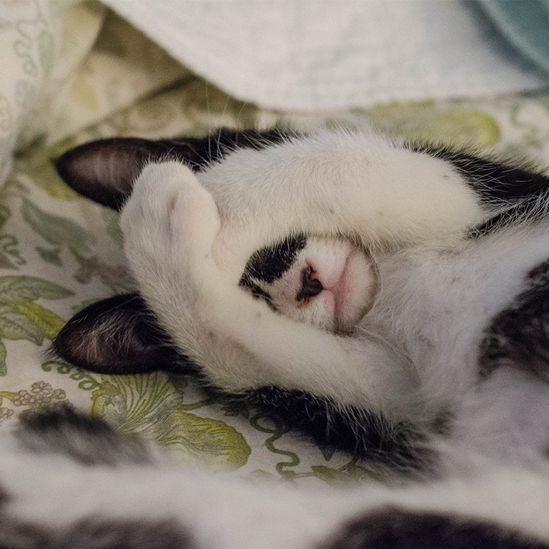 Meowtel's tweet photo. Do you have trouble getting motivated on Mondays? 🙀 Check out this Forbes article for 11 Ways to Beat the #MondayBlues by journalist @JacquelynVSmith 💪➡️ https://t.co/KjFlmVWVIM
#meowndaymotivation #meowtel #gokittygo https://t.co/5Dbv6XMLPO