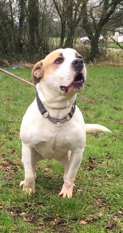 NWDogRescue's tweet photo. Isn't he bloody handsome? He's a 3 year old American bull cross boy who was an unclaimed stray. We are giving him a hand to find a home that deserves him. Milo is delightful ❤️ https://t.co/qfHtiyKy8e
