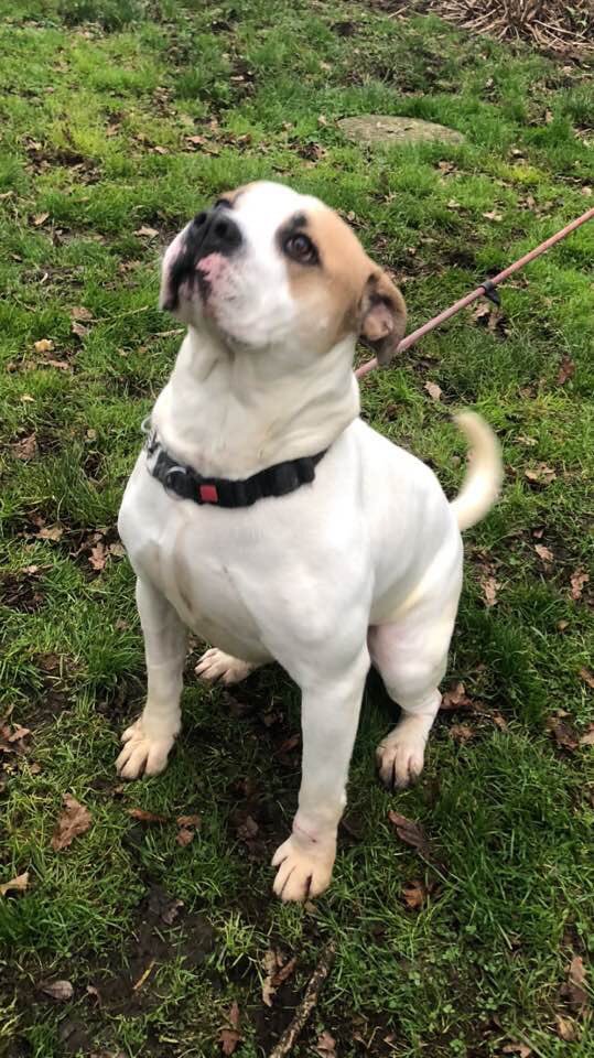 NWDogRescue's tweet photo. Isn't he bloody handsome? He's a 3 year old American bull cross boy who was an unclaimed stray. We are giving him a hand to find a home that deserves him. Milo is delightful ❤️ https://t.co/qfHtiyKy8e