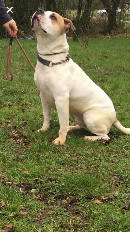 NWDogRescue's tweet photo. Isn't he bloody handsome? He's a 3 year old American bull cross boy who was an unclaimed stray. We are giving him a hand to find a home that deserves him. Milo is delightful ❤️ https://t.co/qfHtiyKy8e