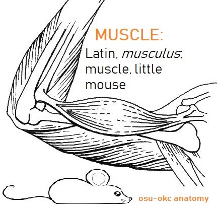 Mouse Muscle Map Mouse Muscle Diagram