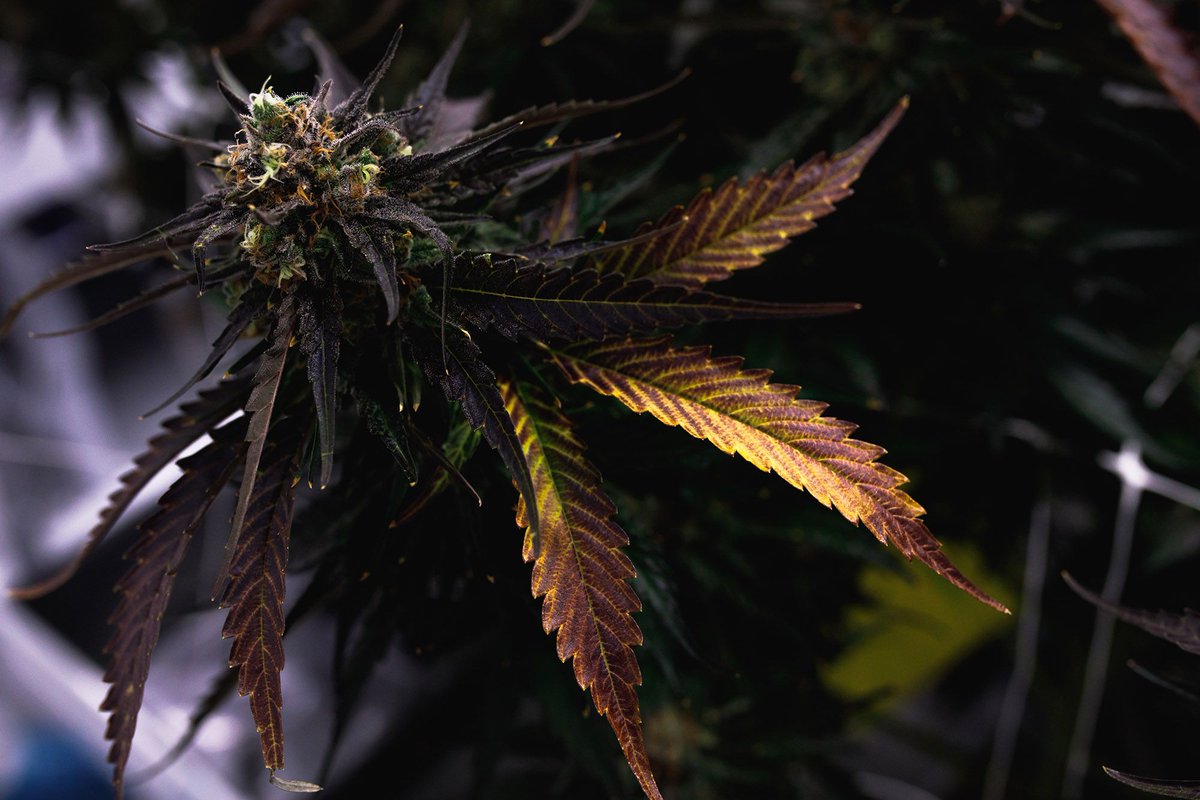 Thrive is committed to unmatched excellence. Not only does our depth of research and technology yield better plants, it produces beautiful ones as well. #ThriveCannabis #CannabisThrives #CraftCannabis #Cannabis #CannabisCommunity #CannabisInvestors