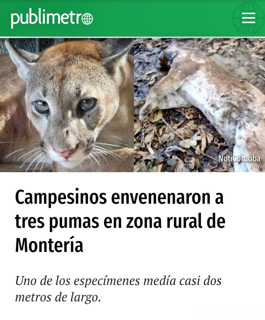 PlataformaALTO's tweet image. Indignante!!!.😠. La caza retaleativa sigue dándose porque invadimos con nuestros quehaceres productivos los territorios de otras especies. publimetro.co/co/noticias/20…