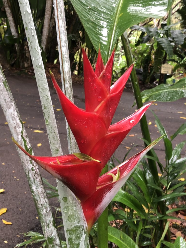 SeanEllis737's tweet photo. Another winter day! I can’t wait to get home and shovel my driveway.#Oahu https://t.co/MuzoA04hHM