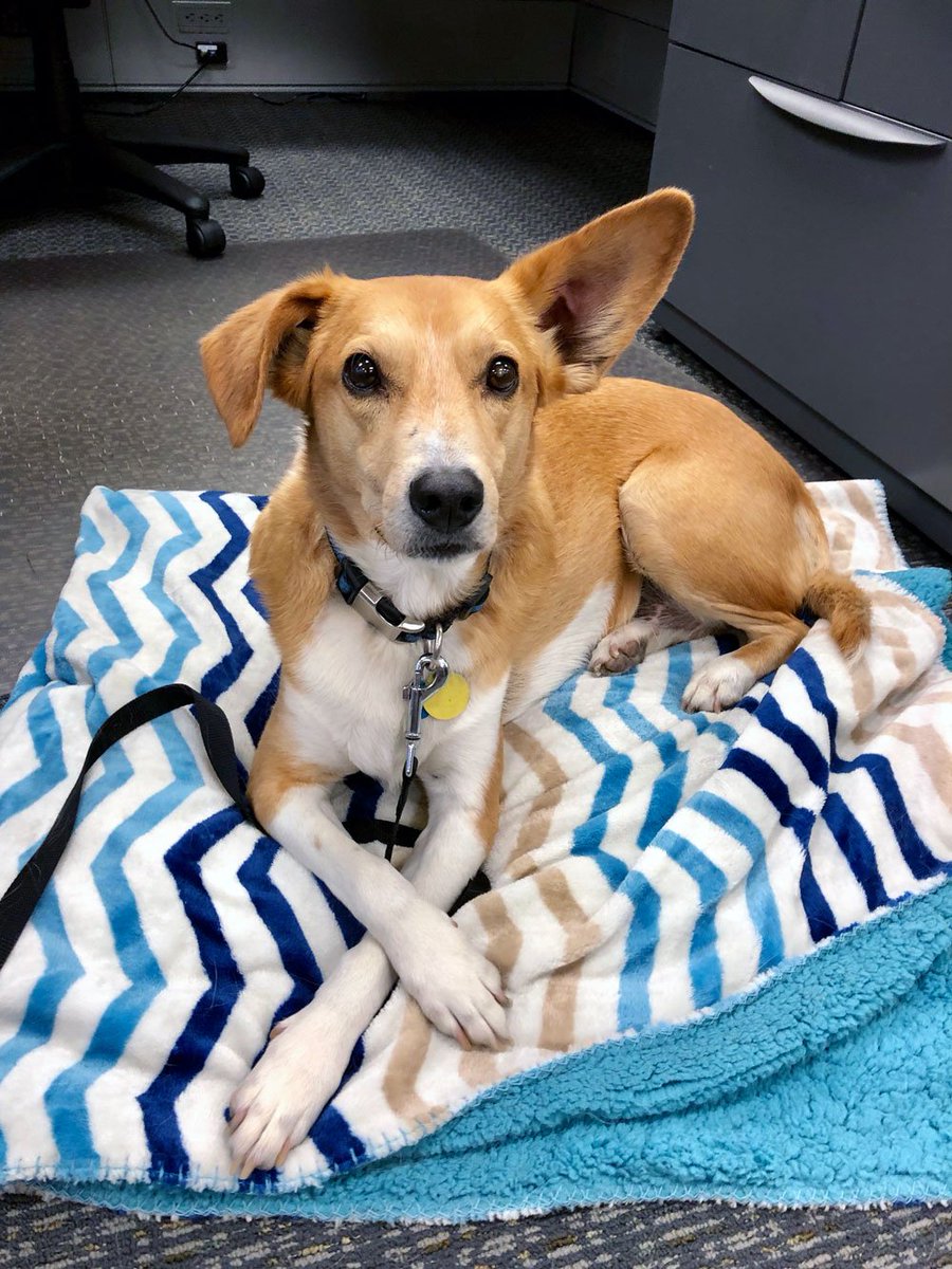 Morris_Animal's tweet image. It’s #NationalHaveFunatWorkDay, but we have to admit that every day is Have Fun at Work Day at Morris Animal Foundation – especially with our awesome office #dogs! Here are some that make our office doggone fun!