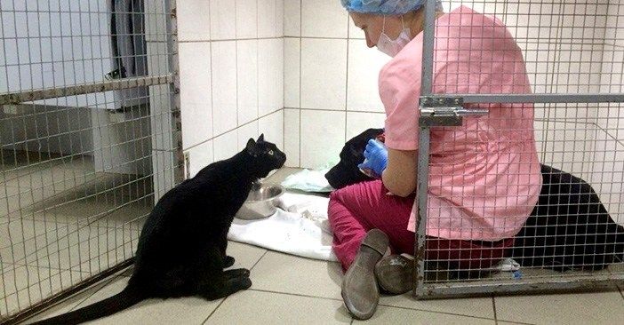 動物病院で一命を取りとめた黒猫。不自由な足にも負けず、病気で弱った動物達を励まし続ける petfilm.biz/?p=82786