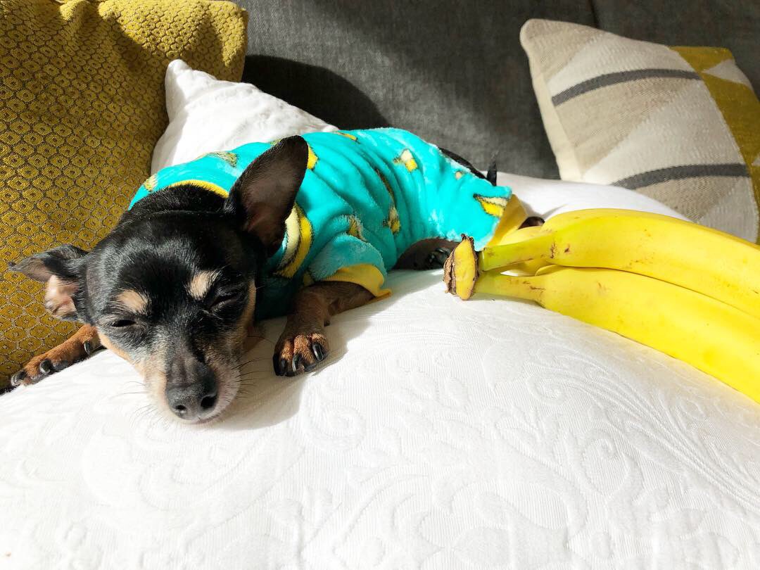 I 💛 🍌🍌🍌 #newjammiesalert
#banana #pjs #silliouslysparta #minpin 
#miniaturepinscher #minpinbuddies #doggo #dogs #cutedogs #blackandtan #ilovemydog #furbaby #pets #doglovers #vegandog #veganpup #dogsofnyc #adoptdontshop #veganpets