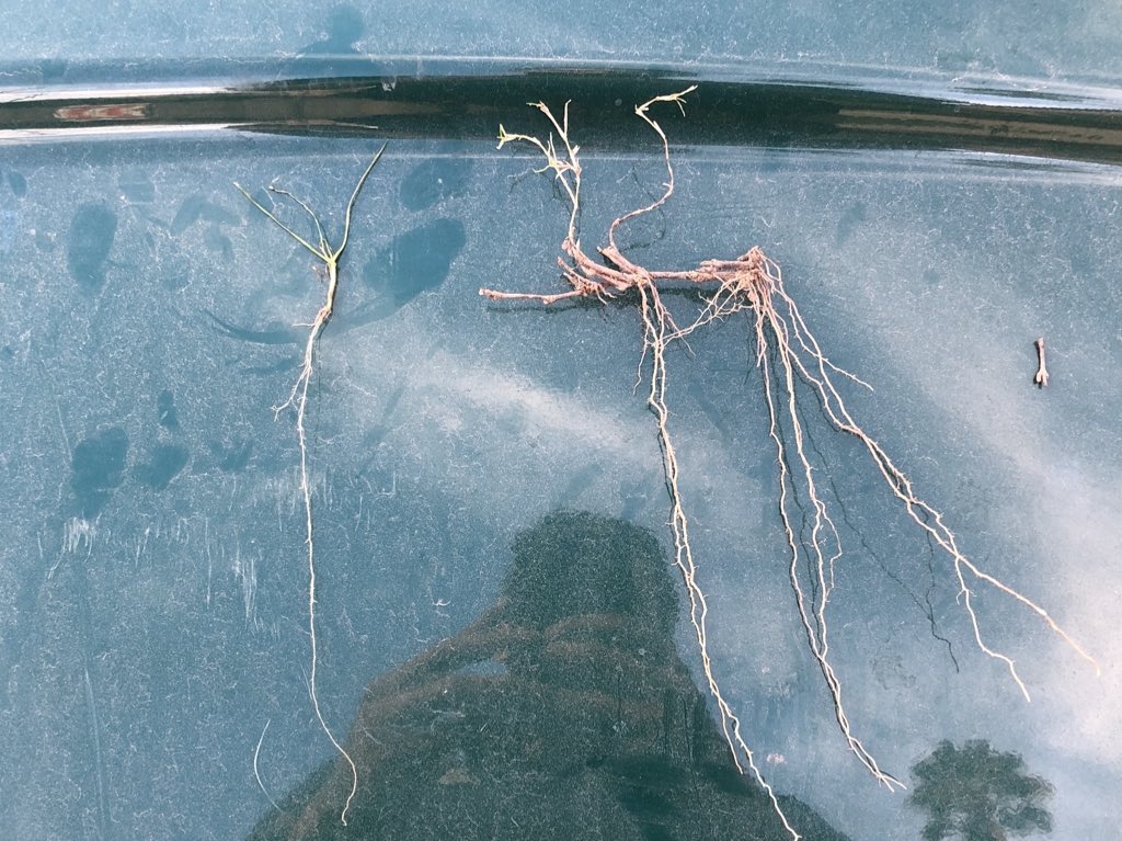 ZonaGrassGuy's tweet image. Rye roots vs Bermuda roots. Hoping for a easy transition 😅 #TurfNerd