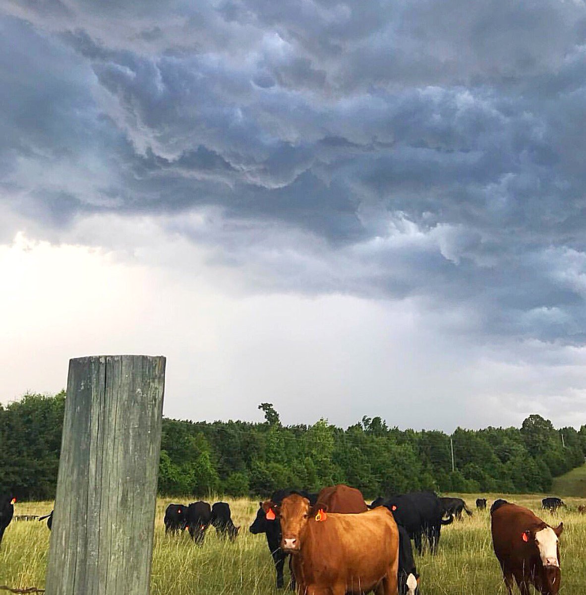 There are so many beautiful farms out there. This one in Laurens County South Carolina. We are here to help all sellers and buyers with their land needs whether it is agricultural, recreational, or timber. Contact one of our advisors today! Info@TheJayComp.com #LandIsOurHeritage