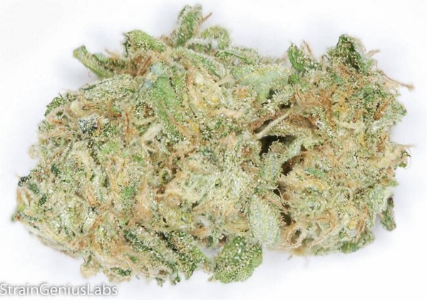 StrainGeniusLab's tweet image. Check out the BLUE DREAM we tested for Beverly Alternative Relief THC: 18.72% CBD: 0.10% CBN: 0.09% #MMJ