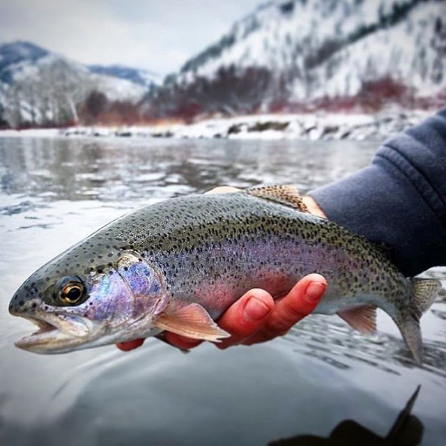 Monday’s are for #fomo which inspire you to get out by the time the weekend hits... jake__lee___  making us mad jelly 🤘 with the scenes and the fish!

#north40flyshop #mountain #bow #rainbow #getoutside #forgettheforecast #flyfishing #coldfingers #warmheart
