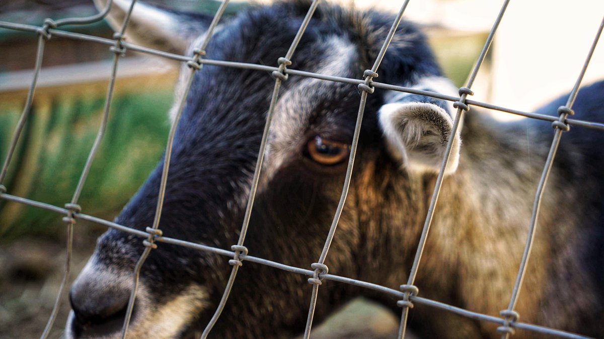 If you visit <a href="/Saluti_Cellars/">Saluti Cellars</a>, make sure to say hello to Black Betty. 

She's the #GOAT.

Pictured: <a href="/Saluti_Cellars/">Saluti Cellars</a>