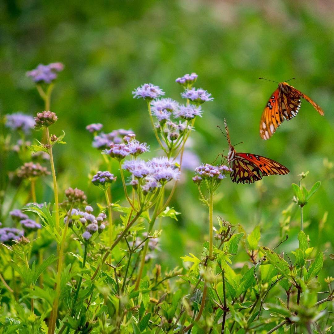 Stepz App tweet media