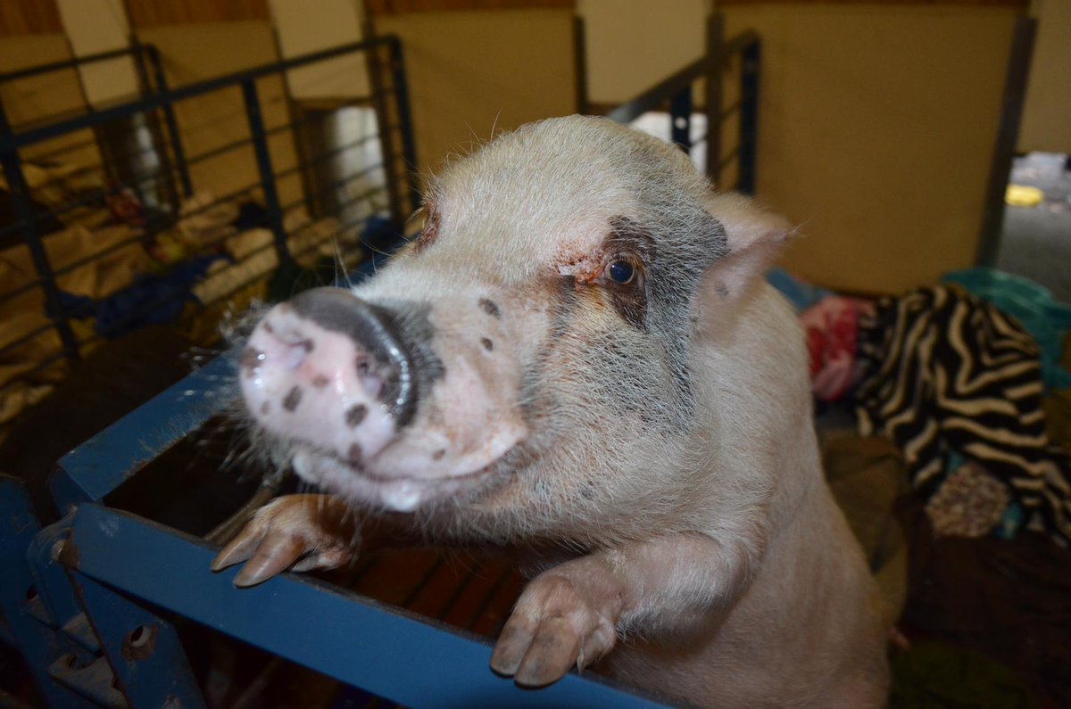 Animalconnect's tweet photo. Completely in love with @RossMillFarm It's a shelter for adoptable pigs! All they have a door from their sleeping space to go outside whenever they want. How amazing is that?? If you want to adopt a pig you know where to go <3 https://t.co/qUD5xZNX9N