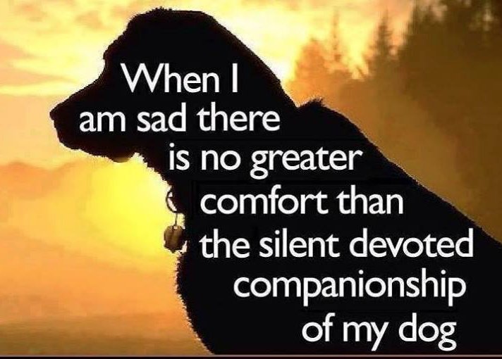 If you agree please pass this along to your friends. Thanks.

#DogLovers #DogCompanion #DevotionOfADog #ComfortOfADog