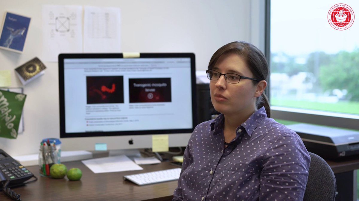 UHawaiiNews's tweet photo. π¦ At @UHHilo, biologist Jolene Sutton and her students are developing genetic technologies, that work as mosquito birth control, to help control invasive mosquitoes in #Hawaii. Read more here: https://t.co/nlnMLSigVP #HumansOfUHHilo https://t.co/4gbNk8SjOX
