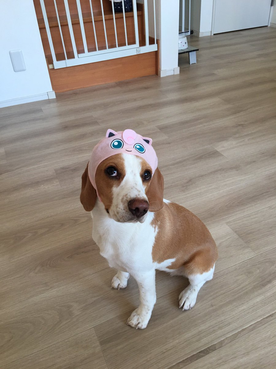 フェンネル tweet media