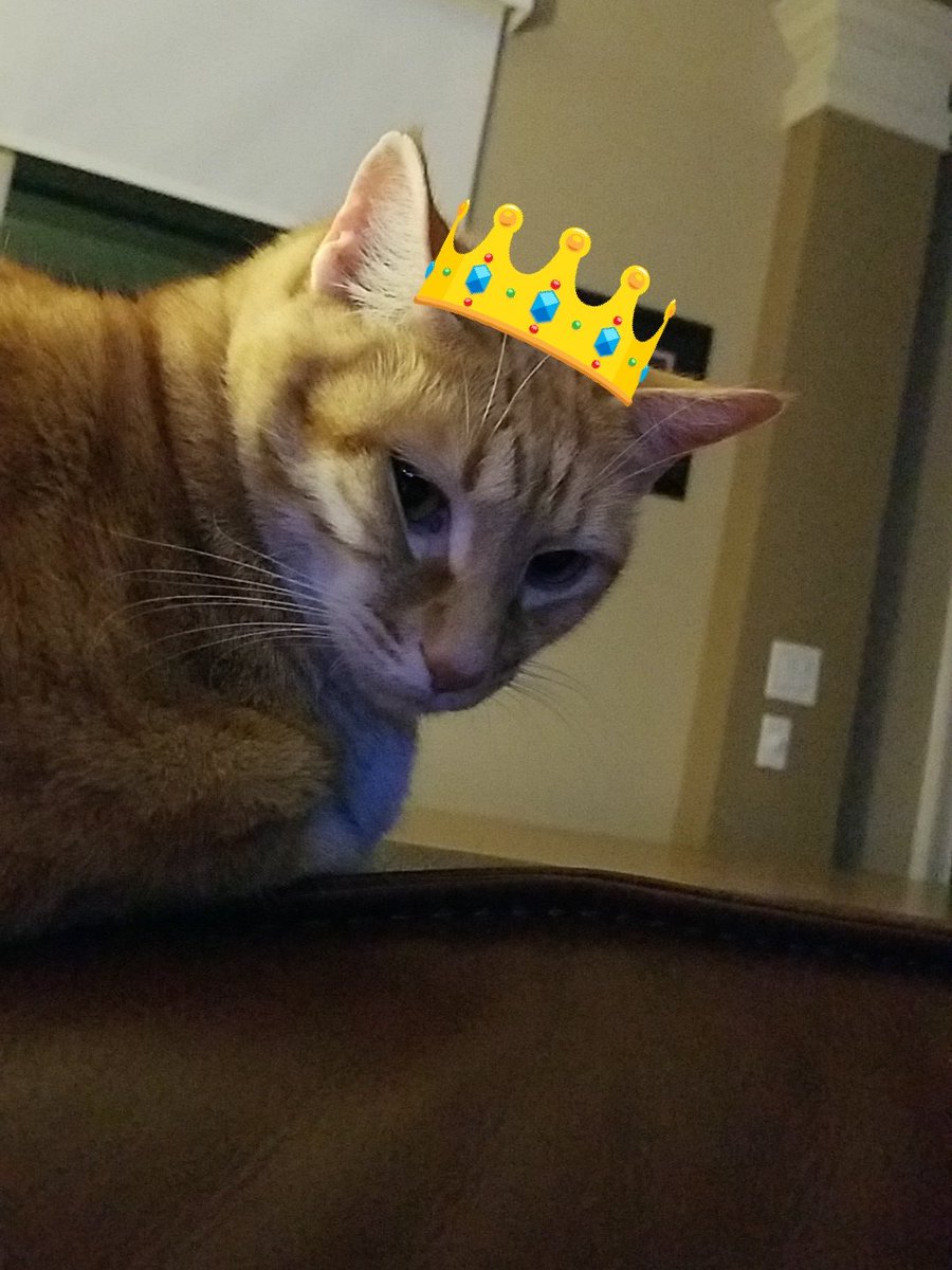 ShinoTheCat1's tweet photo. I feel like a King! 146 followers! #callmeking #ontopoftheworld #catsruledogsdrool #catsoftwitter #catpics #cutecat #cat https://t.co/Vgh9eeiliB