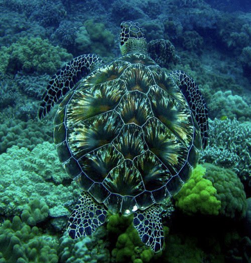 ShopShellyCove's tweet image. Why is this sea turtle the prettiest thing I’ve ever seen?