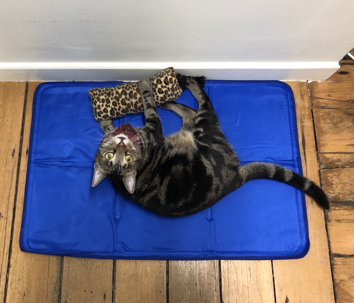 purrsandbeansnz's tweet photo. #Woody having a cuddle with his fave catnip kicker while cooling off on the cooling mat πΎ Both these pawsome cat must-haves available from https://t.co/zozdELgsX0 ππ»
#spoiledkitty #multitaskingcat #catswag #keepingcool #summerdays #petkiwinz #baristacats https://t.co/nMjk0iW7Zf