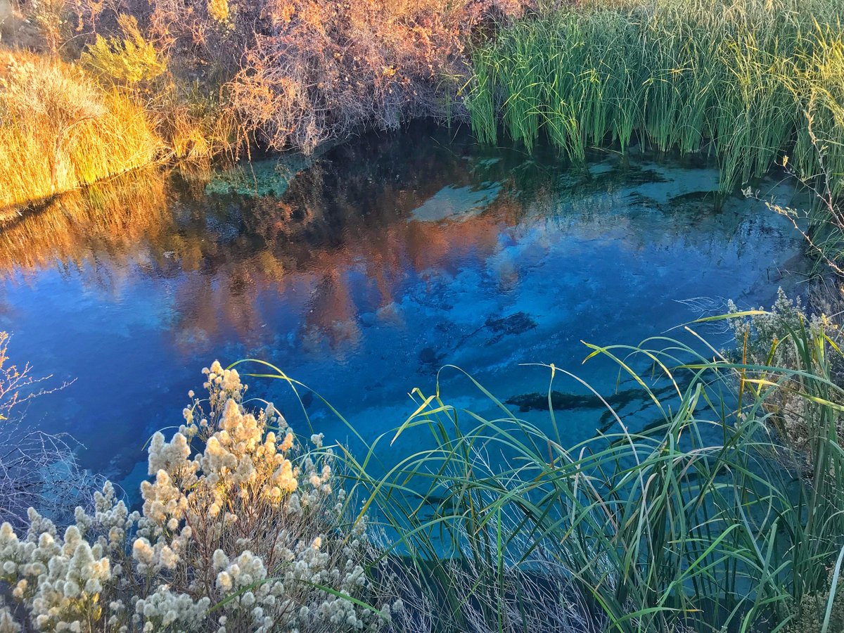 last_adventurer's tweet photo. With the shutdown over, now's a great time to visit some of the nation's less accessible #desert #parks to get some #sun and some #hiking. A great example of one of these spots is #ashmeadows in #nevada: https://t.co/gFJ2tCCV8d #travel https://t.co/gOSMl6Qetd