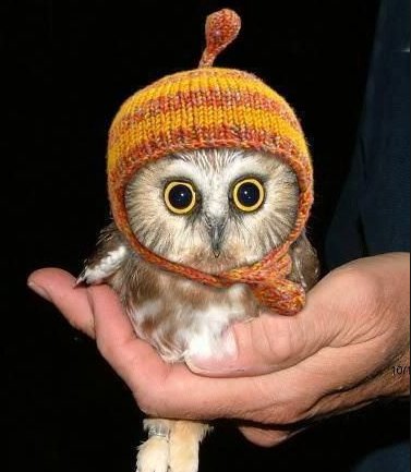 WFSDaily's tweet photo. Stay warm, @wakefieldschool! The forecast for tomorrow is snowy and cold! https://t.co/BITgRx8wdk