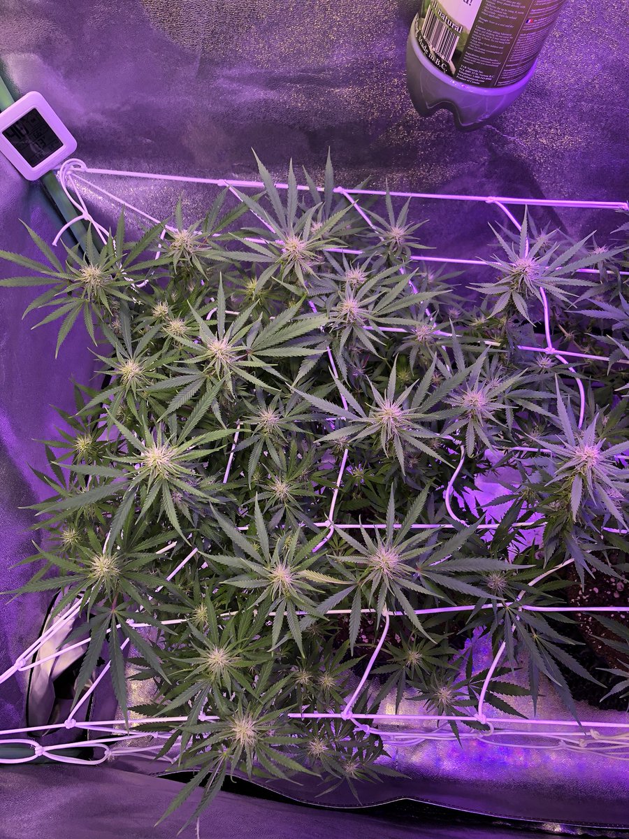 GreenBoxGrown's tweet photo. 🥦❄️Week 3 of #flower has begun for the #agentorange ladies!❄️🥦 Just did a major #defoliation last night and the #buds seem to be loving it!🤤😍  Stay tuned for more updates from this Beginner #firstgrow 🙏🏼💯
#homegrown #mmj #indoorgrow #indica #weedgrow #budporn https://t.co/AfoUXVSf2t