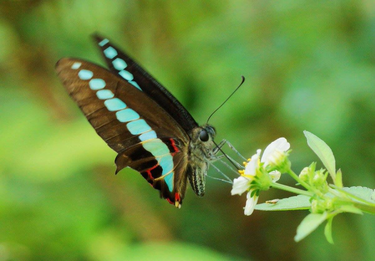TaiwanInsects's tweet photo. Common Bluebottle. 
Graphium sarpedon connectens,  pretending spring has arrived (or winter hasn’t). Both possibly true. 
#butterfly #papilionidae #Taiwan https://t.co/huOB5v0opG