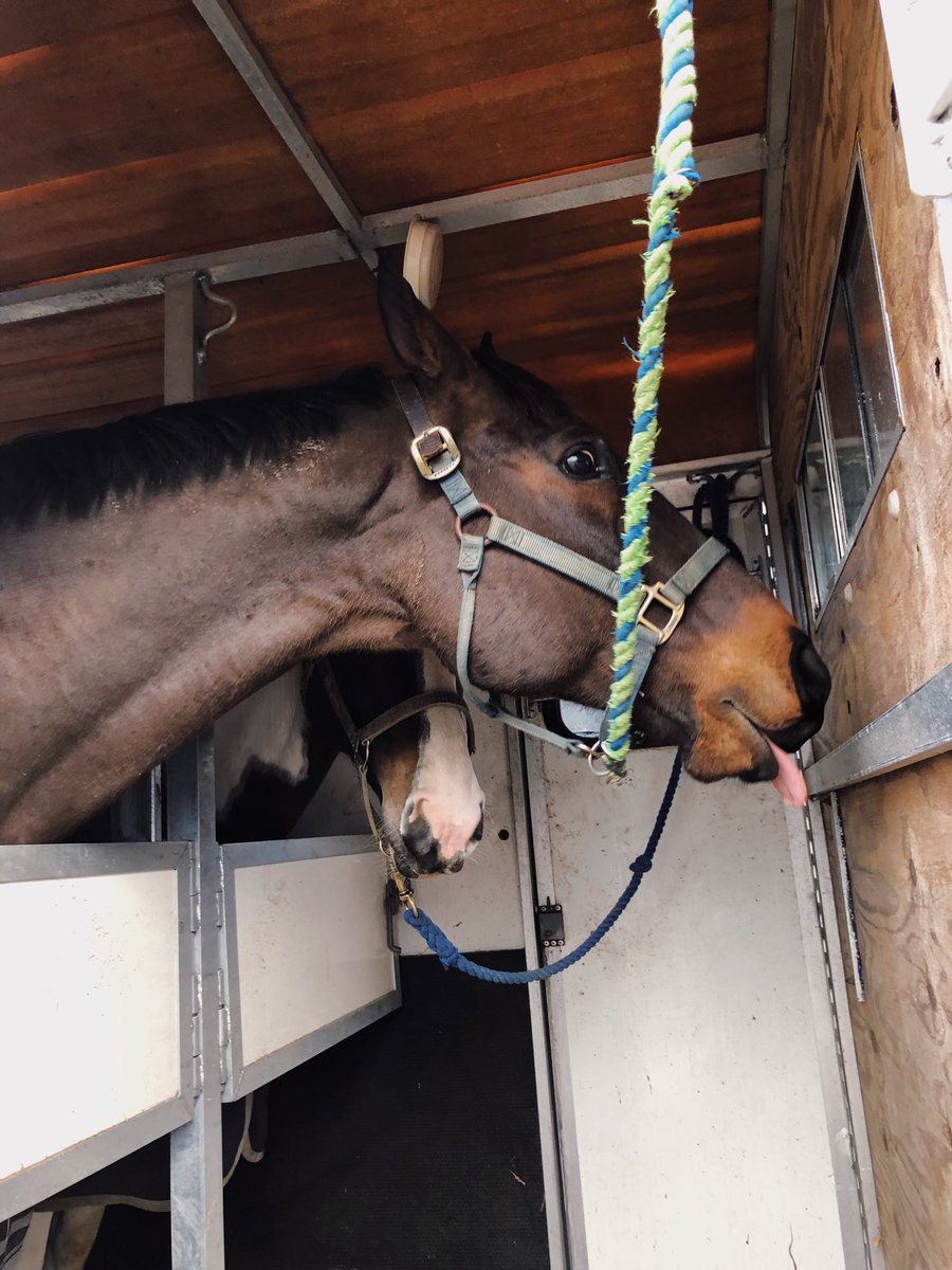rideinstride1's tweet image. Cumberland and his girlfriend Piper all loaded up and ready for our schooling date this morning😍