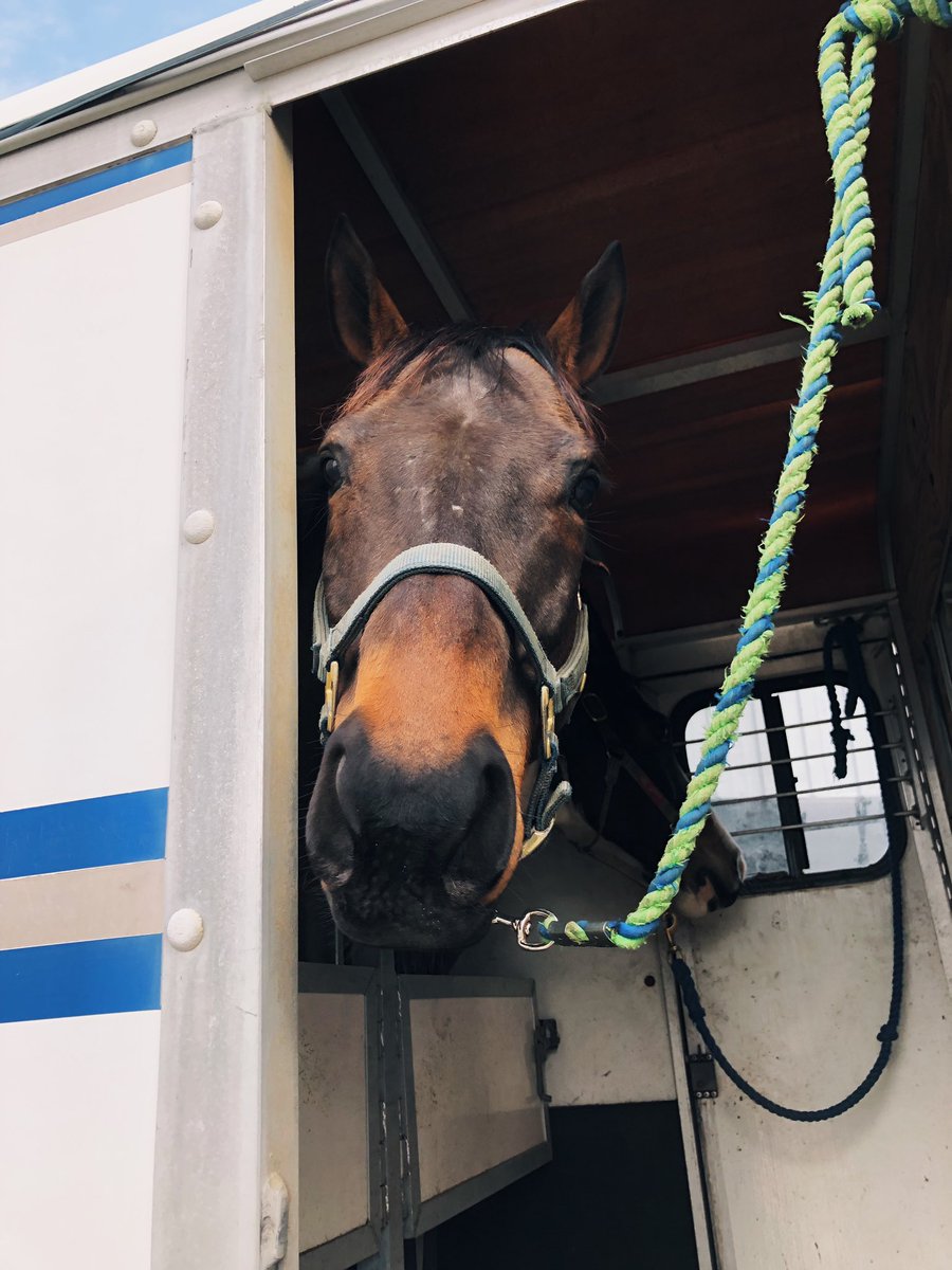 rideinstride1's tweet image. Cumberland and his girlfriend Piper all loaded up and ready for our schooling date this morning😍