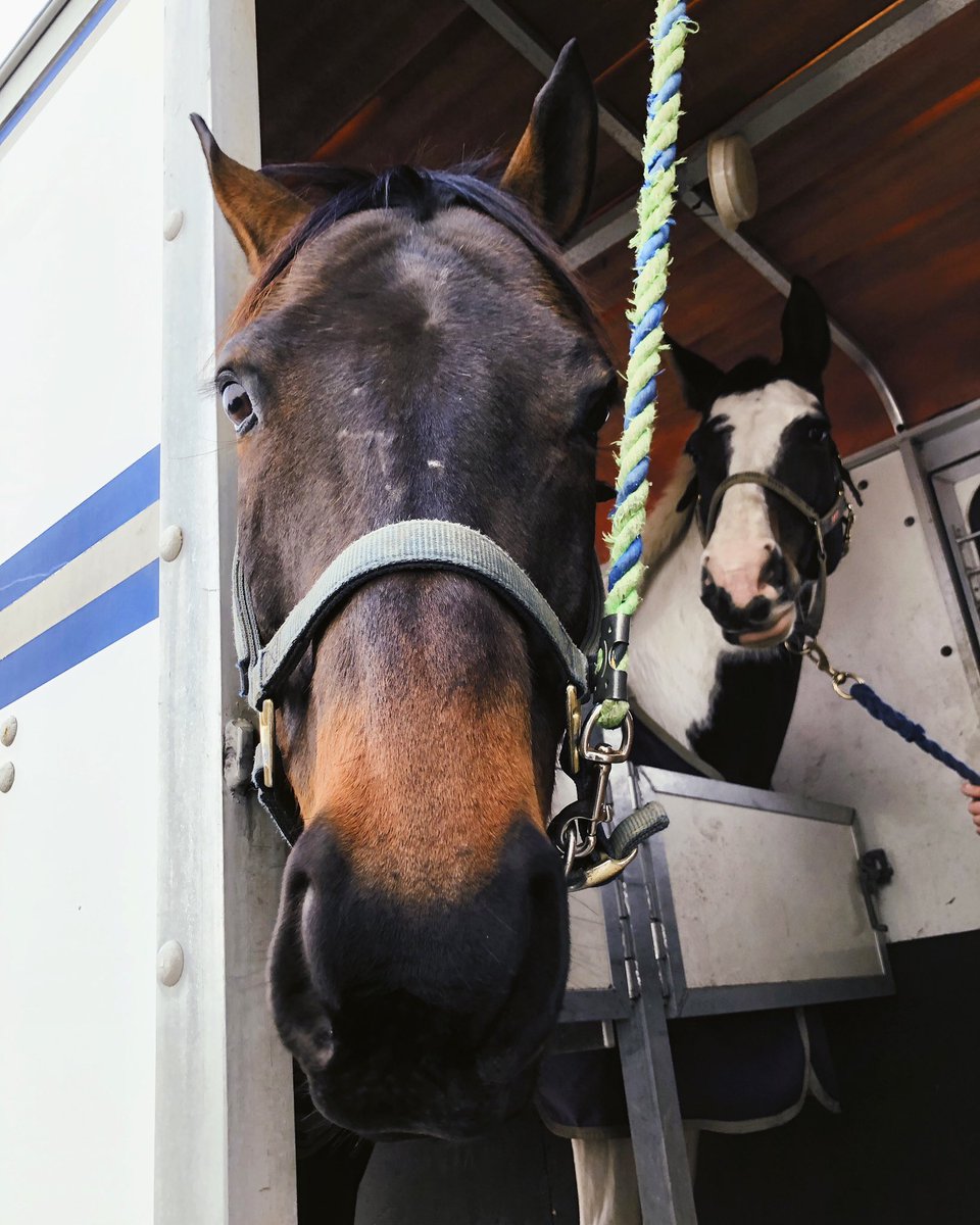 rideinstride1's tweet image. Cumberland and his girlfriend Piper all loaded up and ready for our schooling date this morning😍