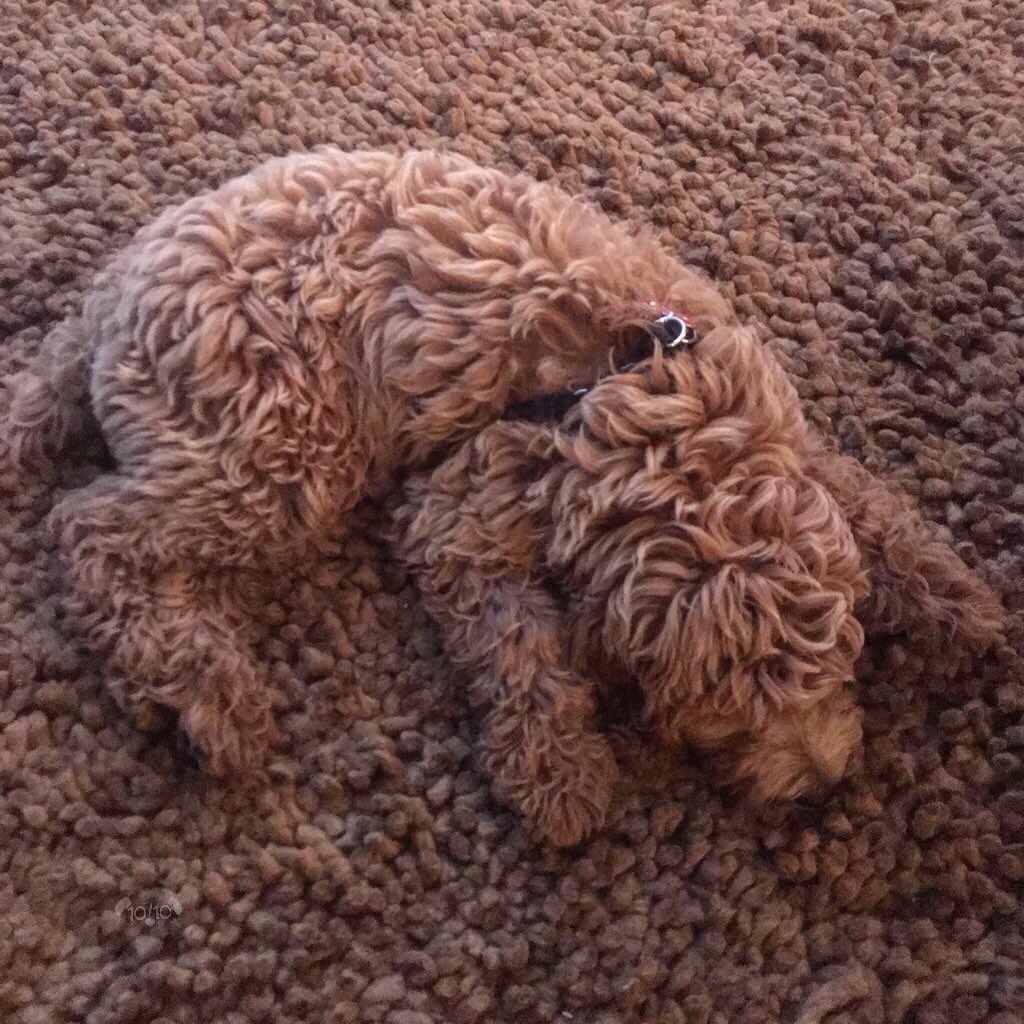dog_rates tweet picture