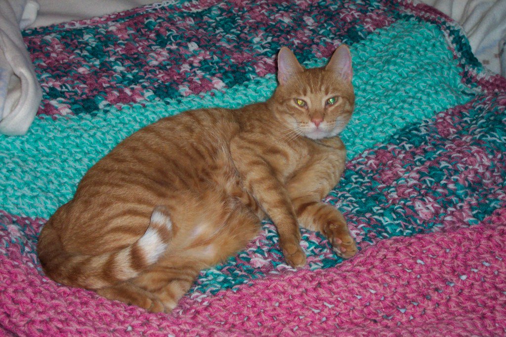 HoltonCrafts's tweet photo. Easy Afghan Pattern by Holton Handicrafts https://t.co/C9NaEOdikq https://t.co/3lPEyIVmOm