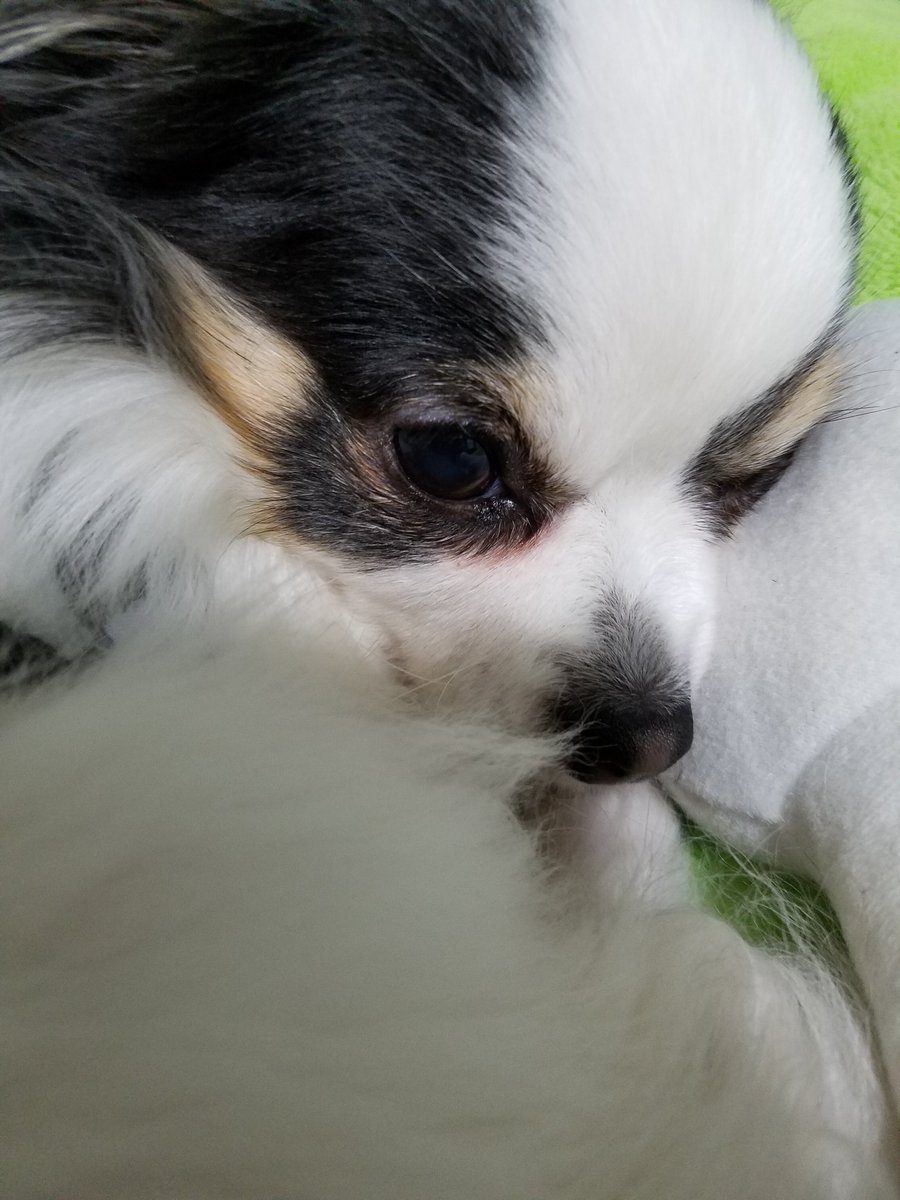 みっちょん 強風です ぷっちゃんはソワソワして 少し落ち着いてきました チワワ ちわわ ロングコートチワワ パーティーカラーチワワ Chihuahua みっちょん 強風です ぷっちゃんはソワソワして 少し落ち着いてきました チワワ ちわわ ロングコートチワワ パーティーカラーチワワ Chihuahua